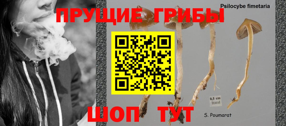 Псилоцибиновые грибы прущие грибы Шебекино